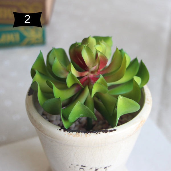 Lotus Succulent Plant