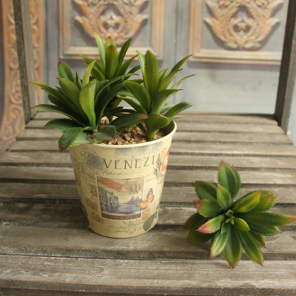 Leafy Cactus