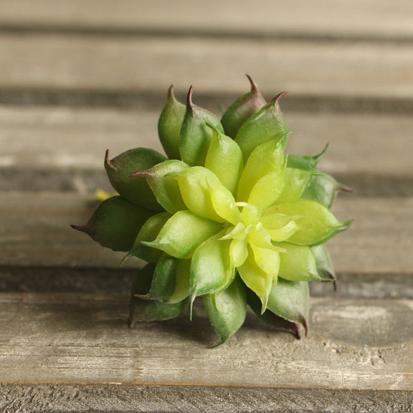 Lotus Flower Head Succulent - Small