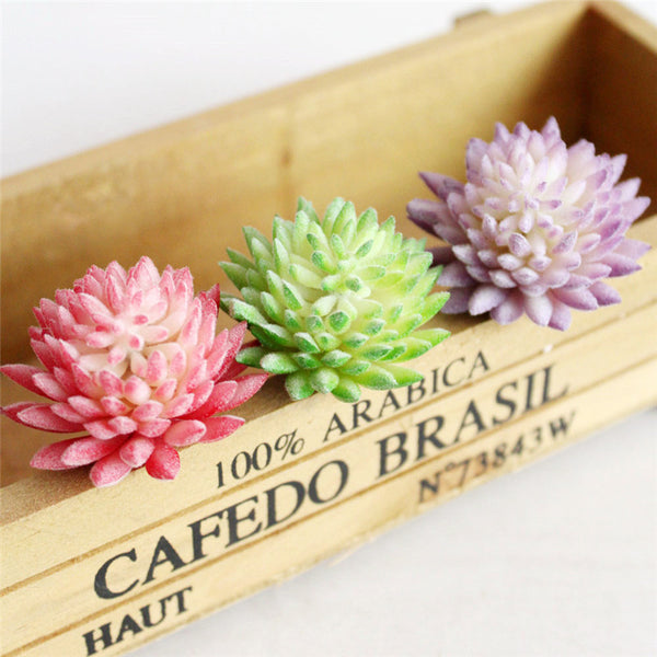 Pastel Colored Flower Head Succulent