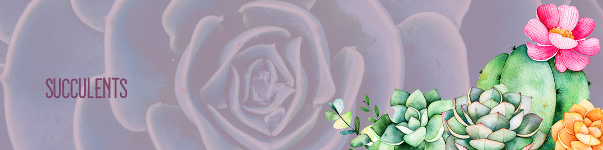 Succulents