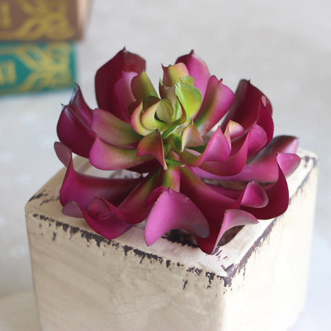 Lotus Succulent Plant