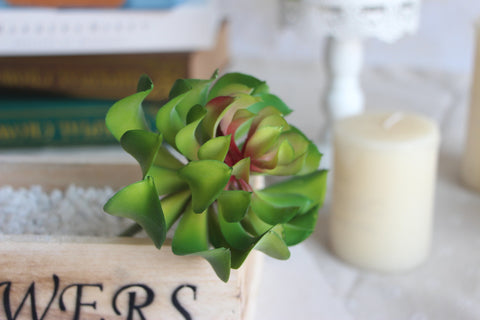 Lotus Succulent Plant