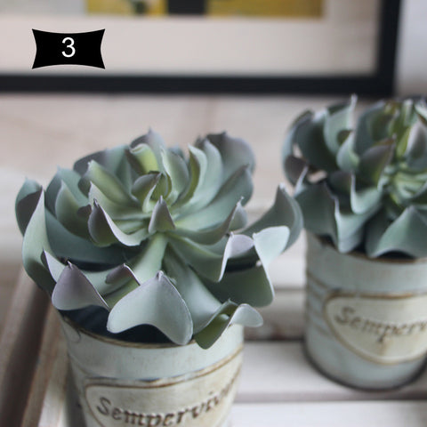 Lotus Succulent Plant