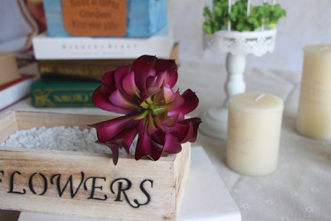 Lotus Succulent Plant