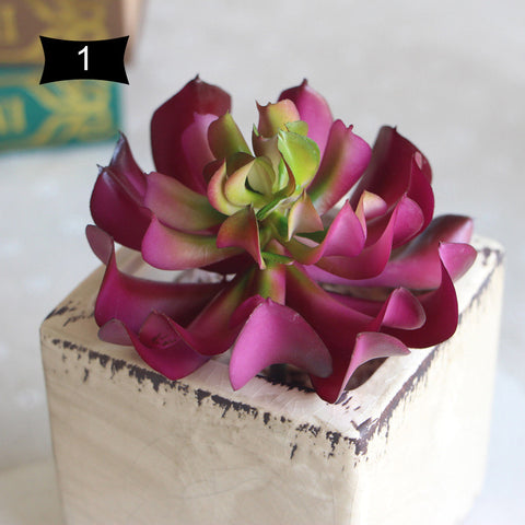Lotus Succulent Plant