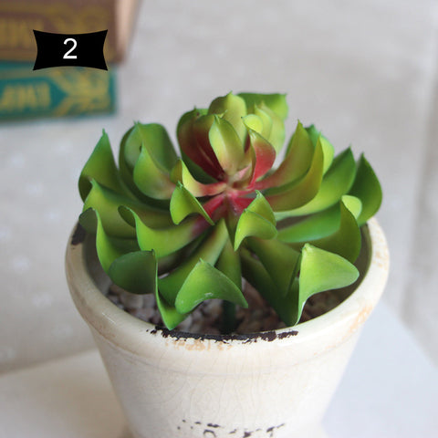 Lotus Succulent Plant