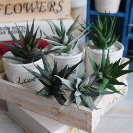 Striped Aloe Plant Decor