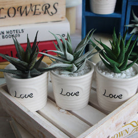 Striped Aloe Plant Decor