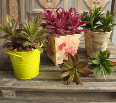 Leafy Cactus