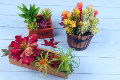 Echeveria Succulent Bunch