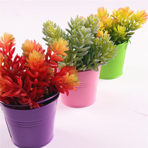 Echeveria Succulent Bunch