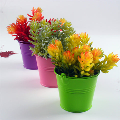 Echeveria Succulent Bunch