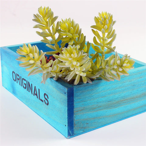 Echeveria Succulent Bunch