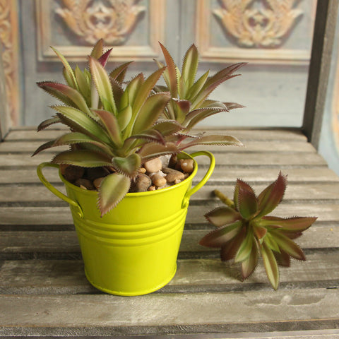 Leafy Cactus