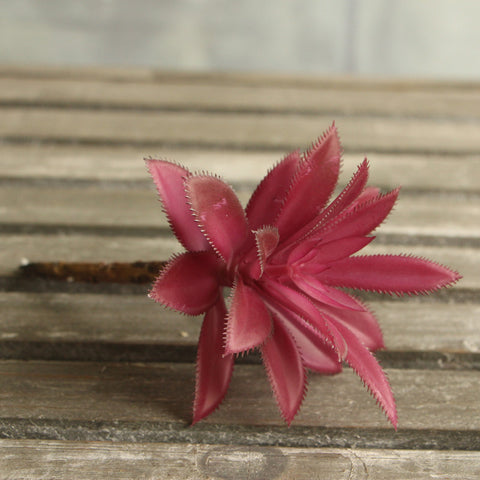 Leafy Cactus