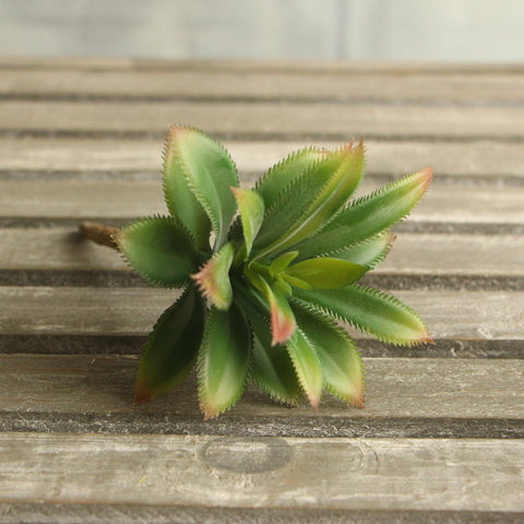 Leafy Cactus
