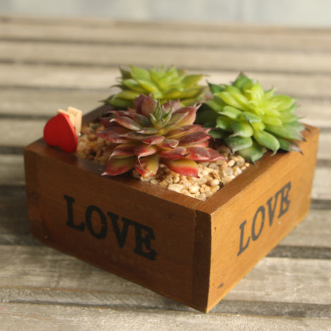 Lotus Flower Head Succulent - Small
