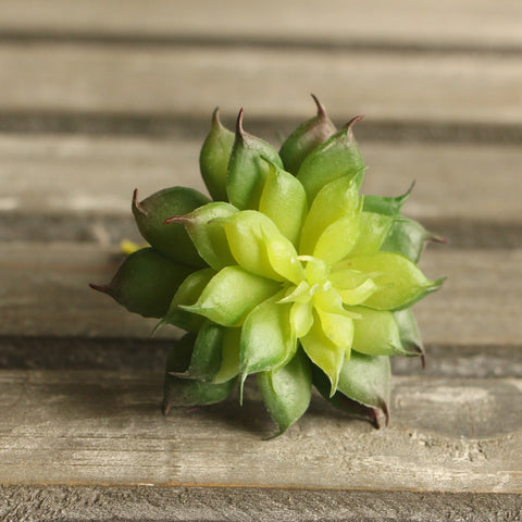 Lotus Flower Head Succulent - Small