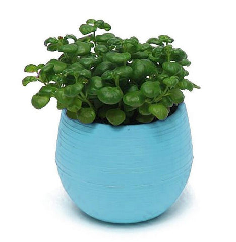 Colored Plastic Flower Pot