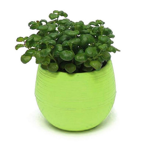 Colored Plastic Flower Pot