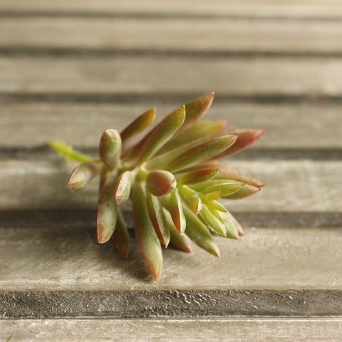 Lotus Succulent Grass