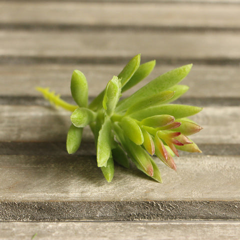 Lotus Succulent Grass