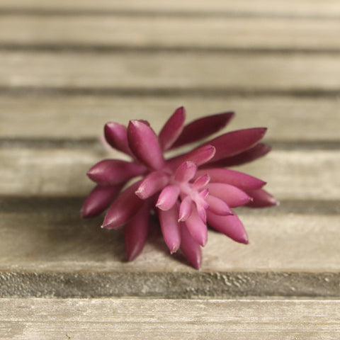 Lotus Succulent Grass