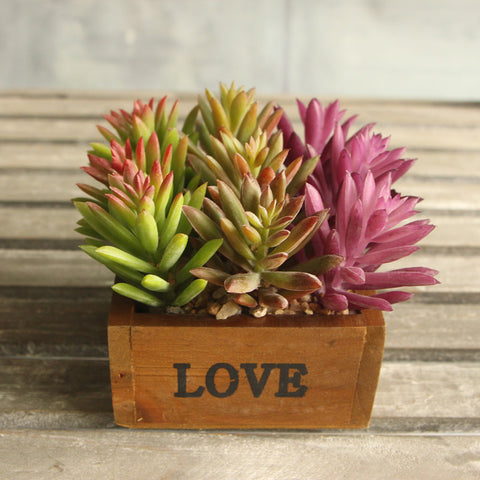 Lotus Succulent Grass