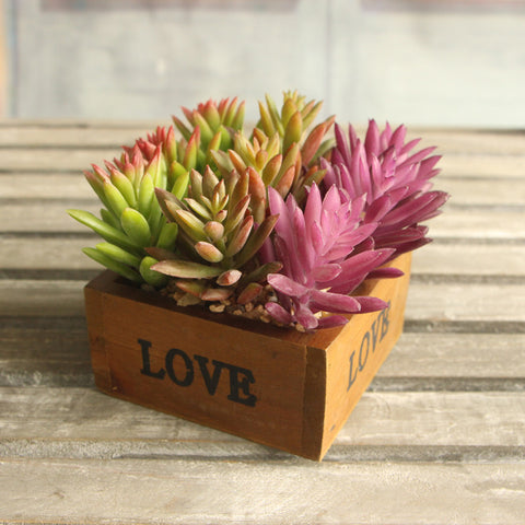Lotus Succulent Grass