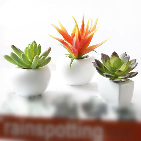 Mini Succulent Pot Magnets