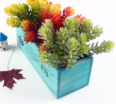 Echeveria Succulent Bunch