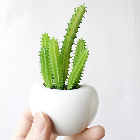 Mini Succulent Pot Magnets