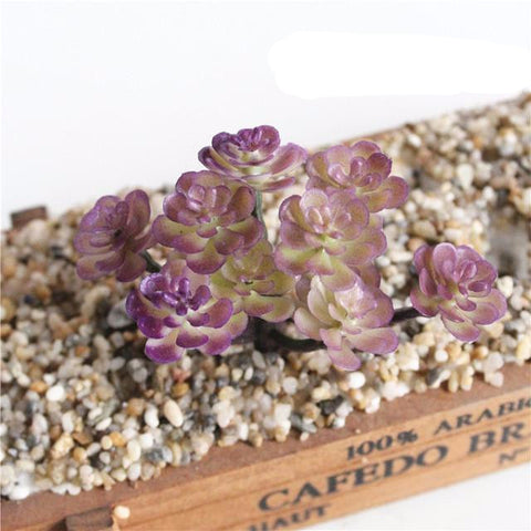 Individual Lotus Succulents - Purple Hues