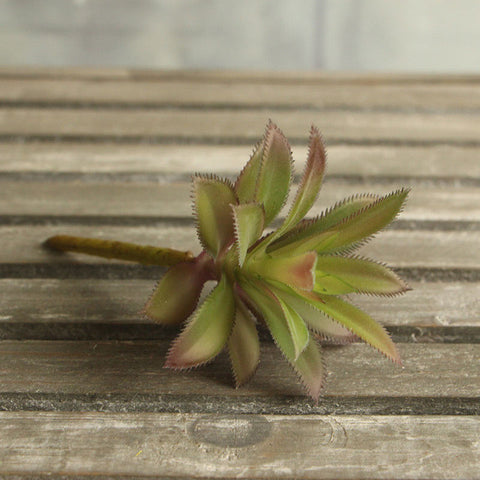 Leafy Cactus