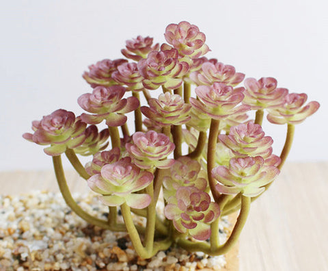 Mini Lotus Head Bunch