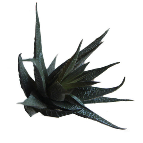 Land Lotus Succulent Head