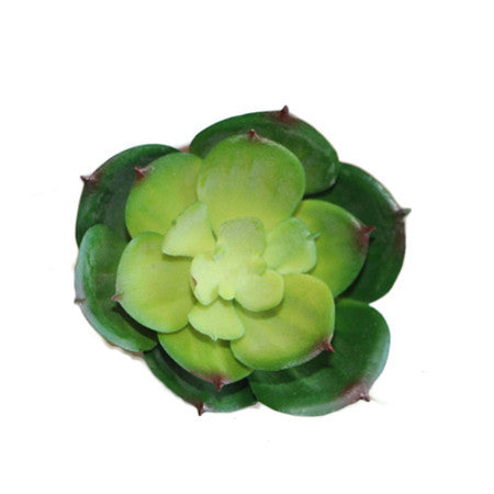 Land Lotus Succulent Head