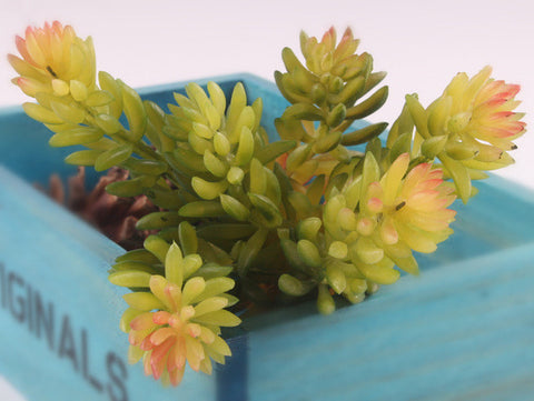 Echeveria Succulent Bunch