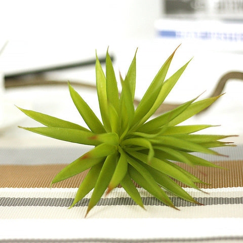 Leafy Bunch Cactus