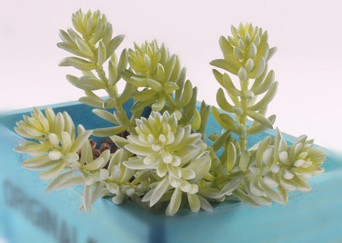 Echeveria Succulent Bunch