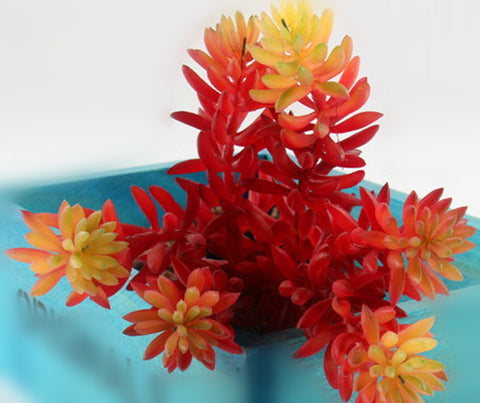 Echeveria Succulent Bunch
